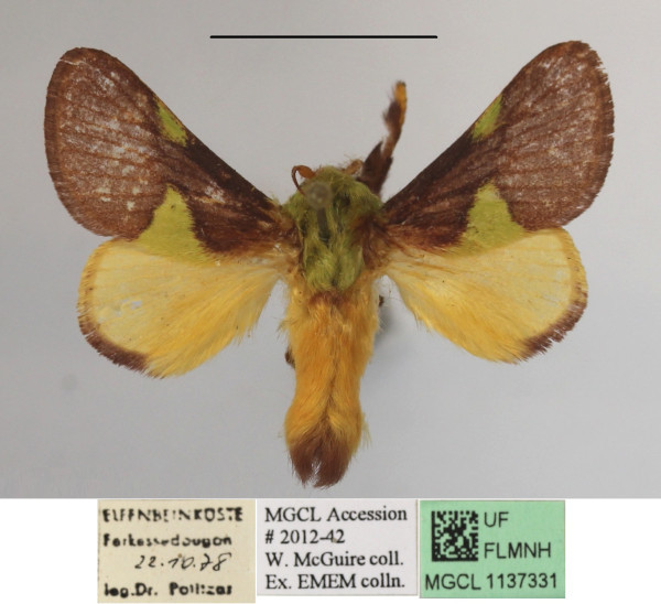 /filer/webapps/moths/media/images/G/gravidipes_Hilipoda_A_MGCLa_02.JPG
