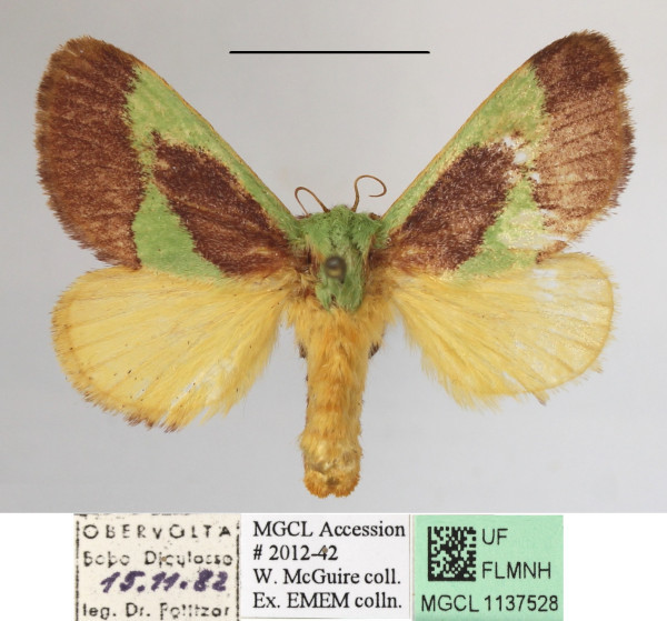 /filer/webapps/moths/media/images/G/gravidipes_Hilipoda_A_MGCLa_03.JPG