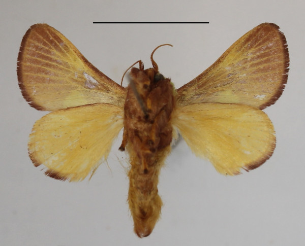 /filer/webapps/moths/media/images/G/gravidipes_Hilipoda_A_MGCLb_01.JPG