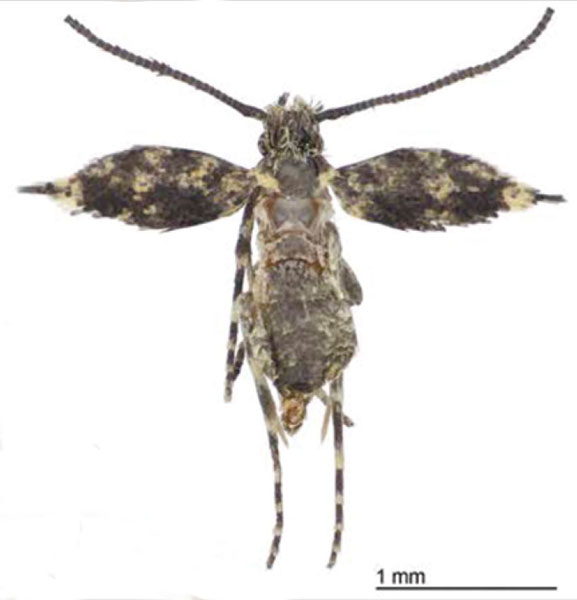 /filer/webapps/moths/media/images/G/grayi_Erechthias_AM_Davis_01.jpg