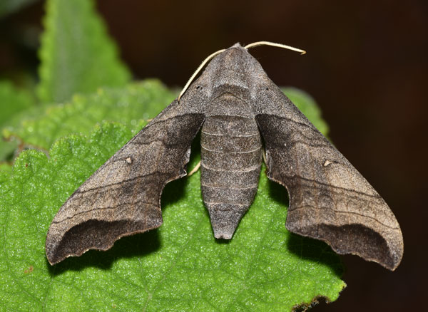 /filer/webapps/moths/media/images/G/grayii_Polyptychoides_AF_Schmit.jpg