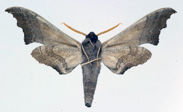 /filer/webapps/moths/media/images/G/grayii_Polyptychoides_AM_Aulombard_02.jpg