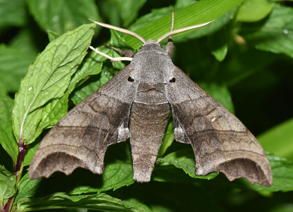 /filer/webapps/moths/media/images/G/grayii_Polyptychoides_AM_Schmit.jpg