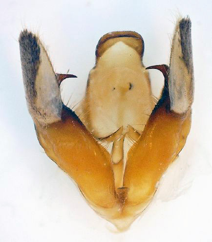 /filer/webapps/moths/media/images/G/grayii_Polyptychoides_GM_Basquin_01.jpg