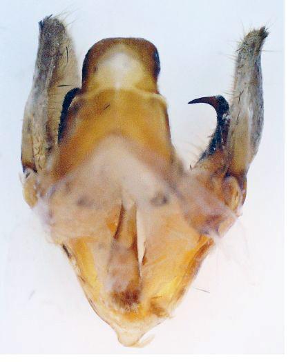 /filer/webapps/moths/media/images/G/grayii_Polyptychoides_GM_Basquin_02.jpg