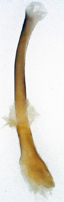 /filer/webapps/moths/media/images/G/grayii_Polyptychoides_GM_Basquin_03.jpg