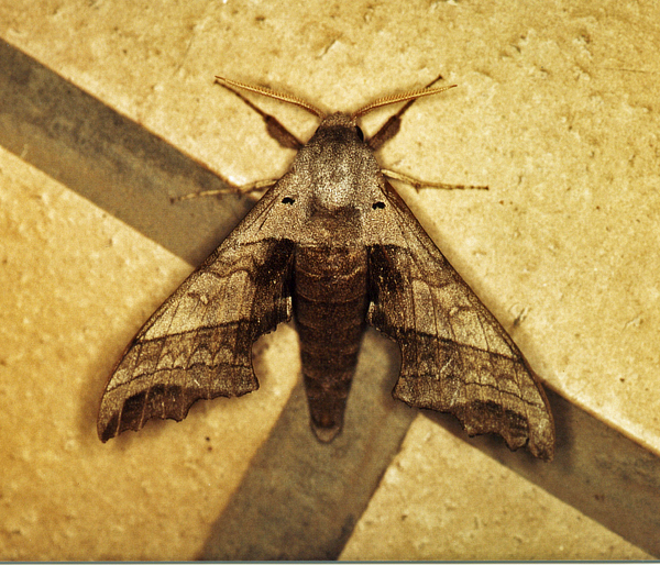 /filer/webapps/moths/media/images/G/grayii_Polyptychus_A_Roland_01.jpg