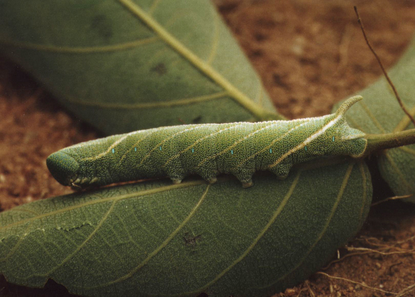 /filer/webapps/moths/media/images/G/grayii_Polyptychus_C_Roland_01.jpg
