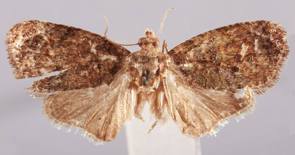 /filer/webapps/moths/media/images/G/graziani_Diakonoffiana_HT_Bassi.jpg