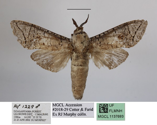 /filer/webapps/moths/media/images/G/grebennikovi_Macrocossus_AM_MGCLa.JPG