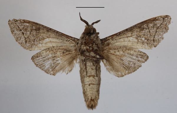 /filer/webapps/moths/media/images/G/grebennikovi_Macrocossus_AM_MGCLb.JPG