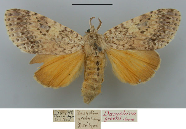 /filer/webapps/moths/media/images/G/greeni_Dasychira_PT_TMSA_eF7UxkH.jpg