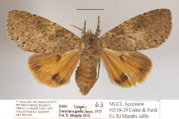 /filer/webapps/moths/media/images/G/greeni_Eudasychira_AF_MGCLa_01.jpg