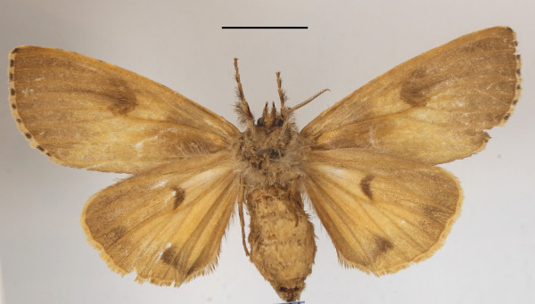 /filer/webapps/moths/media/images/G/greeni_Eudasychira_AF_MGCLb_01.jpg