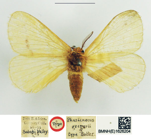 /filer/webapps/moths/media/images/G/gregorii_Phasicnecus_HT_NHMUK.jpg