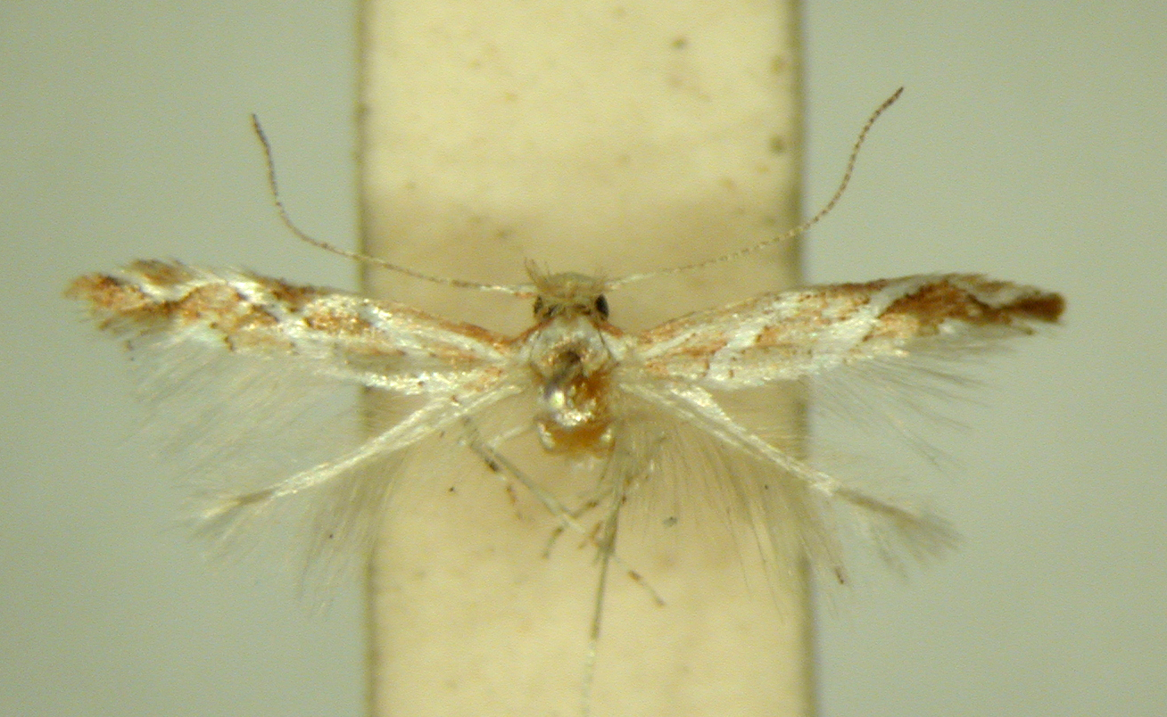 /filer/webapps/moths/media/images/G/grewiaecola_Phyllonorycter_ PT_TMSA6371.jpg