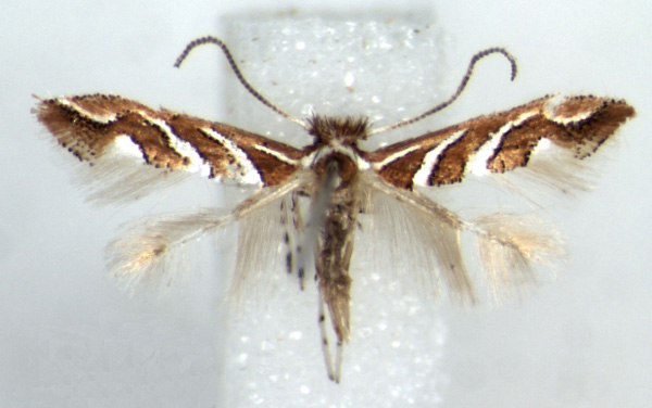 /filer/webapps/moths/media/images/G/grewiaecola_Phyllonorycter_AM_RMCA.jpg
