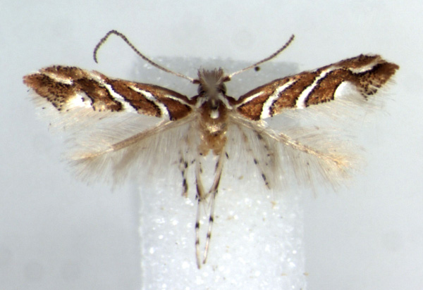 /filer/webapps/moths/media/images/G/grewiaephilos_Phyllonorycter_PT_RMCA.jpg