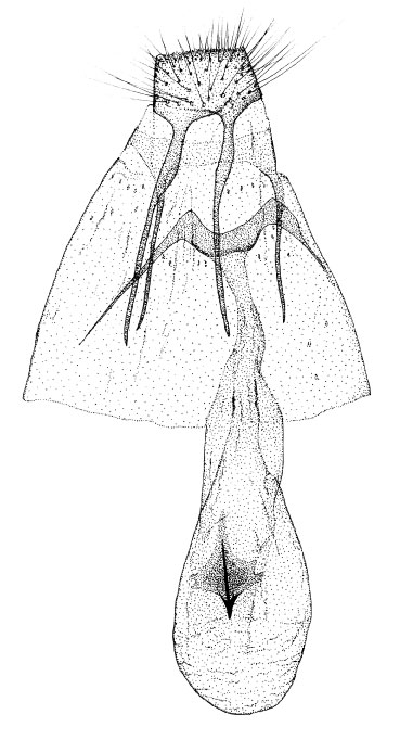 /filer/webapps/moths/media/images/G/grewiaphilus_Phyllonorycter_GF_DePrins.jpg