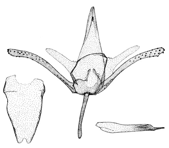 /filer/webapps/moths/media/images/G/grewiaphilus_Phyllonorycter_GM_DePrins.jpg