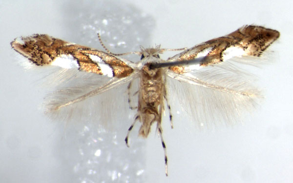 /filer/webapps/moths/media/images/G/grewiella_Phyllonorycter_AF_ZMHB.jpg