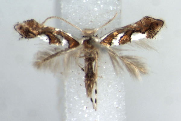 /filer/webapps/moths/media/images/G/grewiella_Phyllonorycter_AM_RMCA.jpg