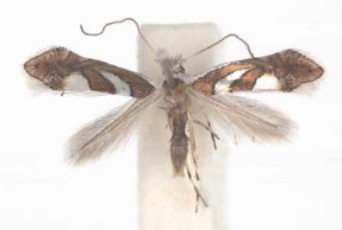 /filer/webapps/moths/media/images/G/grewiella_Phyllonorycter_A_TMSA_01.jpg