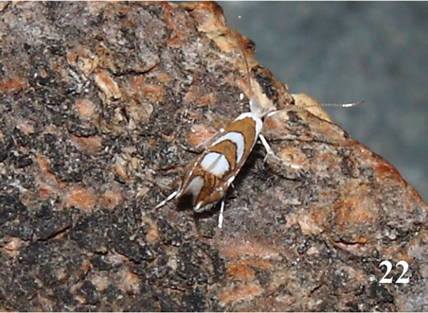 /filer/webapps/moths/media/images/G/grewiella_Phyllonorycter_A_Triberti-etal_2024_34.jpg