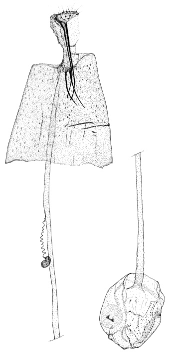 /filer/webapps/moths/media/images/G/grewiella_Phyllonorycter_GF_DePrins.jpg