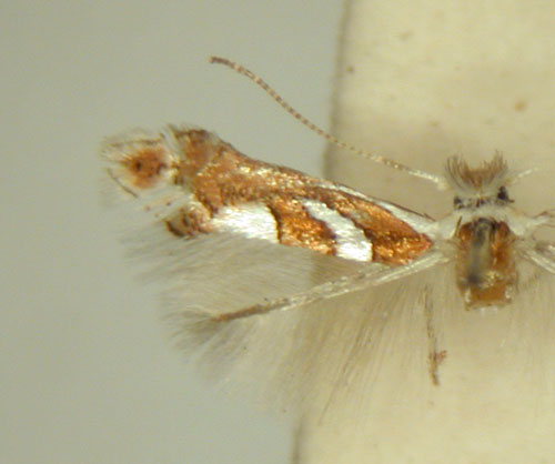 /filer/webapps/moths/media/images/G/grewiella_Phyllonorycter_HT_TMSA6373.jpg