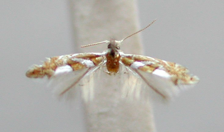 /filer/webapps/moths/media/images/G/grewiella_Phyllonorycter__PT_TMSA6373.jpg