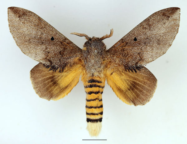/filer/webapps/moths/media/images/G/greyi_Gastroplakaeis_AM_Basquin_01.jpg