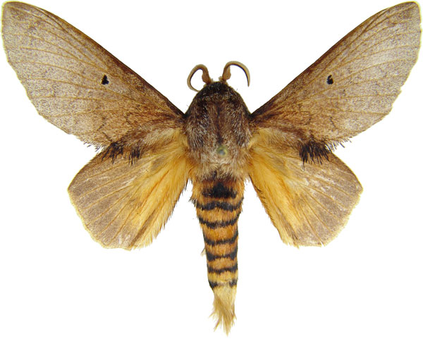 /filer/webapps/moths/media/images/G/greyi_Gastroplakaeis_AM_MCJM.jpg