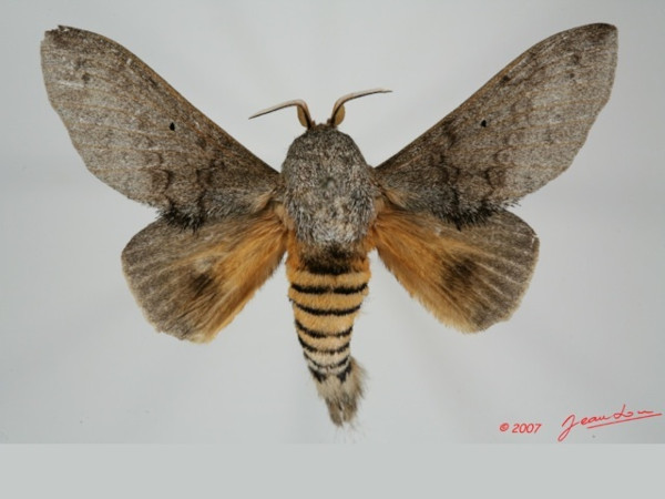 /filer/webapps/moths/media/images/G/greyi_Gastroplakaeis_A_Alberta_01.jpg