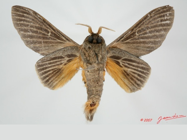 /filer/webapps/moths/media/images/G/greyi_Gastroplakaeis_A_Albertb_01.jpg