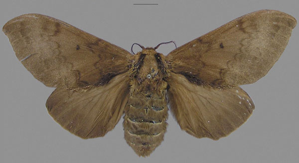 /filer/webapps/moths/media/images/G/greyi_Gastroplakaeis_STF_CMNH.jpg