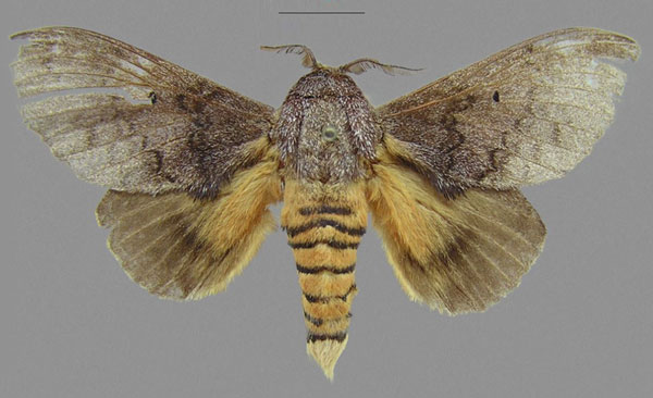 /filer/webapps/moths/media/images/G/greyi_Gastroplakaeis_STM_CMNH.jpg