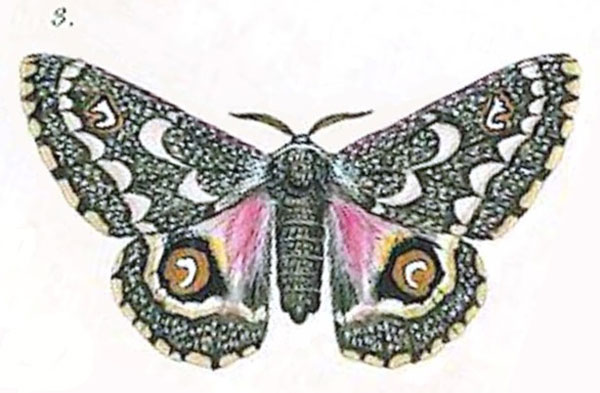 /filer/webapps/moths/media/images/G/grimmia_Heniocha_HT_Geyer_3-44.jpg