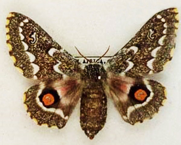 /filer/webapps/moths/media/images/G/grimmia_Vegetia_AF_ZMHB.jpg