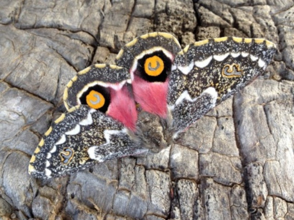 /filer/webapps/moths/media/images/G/grimmia_Vegetia_A_Sondergaard.jpeg