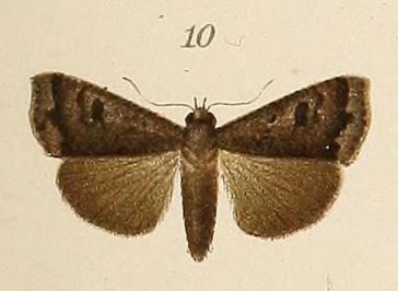 /filer/webapps/moths/media/images/G/grisea_Amphipyra_HT_Voeltzkow_6-10.jpg