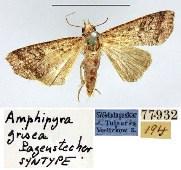 /filer/webapps/moths/media/images/G/grisea_Amphipyra_HT_ZMHB.jpg