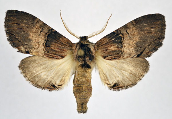 /filer/webapps/moths/media/images/G/grisea_Atrasana_AF_NHMO.jpg