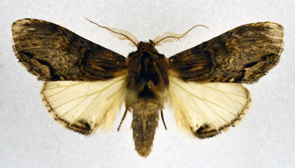 /filer/webapps/moths/media/images/G/grisea_Atrasana_AM_NHMO.jpg