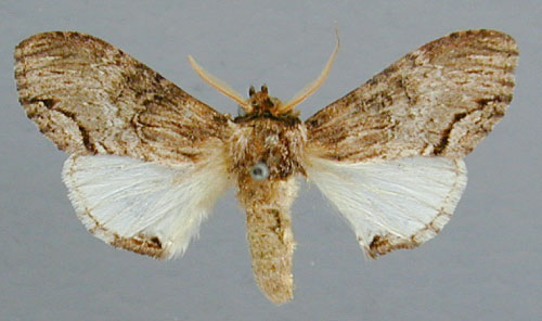 /filer/webapps/moths/media/images/G/grisea_Atrasana_A_RMCA_01.jpg