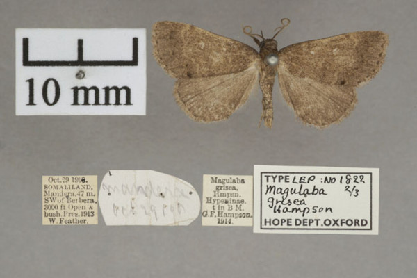 /filer/webapps/moths/media/images/G/grisea_Bertula_PT_OUMNHa_02.jpg