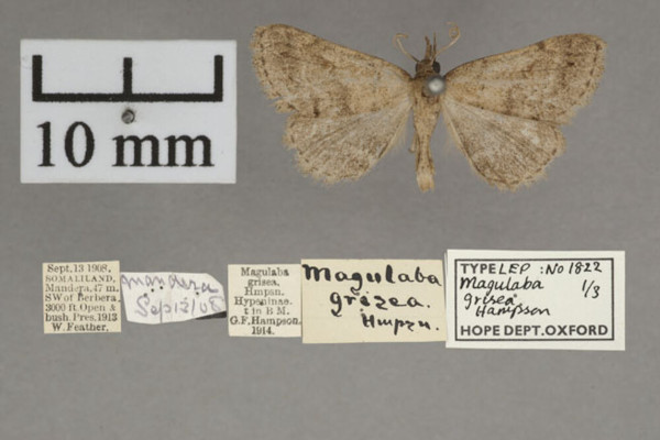 /filer/webapps/moths/media/images/G/grisea_Bertula_PT_OUMNHa_03.jpg