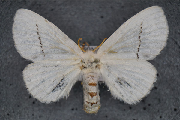 /filer/webapps/moths/media/images/G/grisea_Chionopsyche_AF_Stroehle.jpg