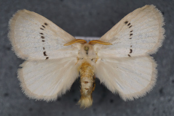 /filer/webapps/moths/media/images/G/grisea_Chionopsyche_AM_Stroehle.jpg