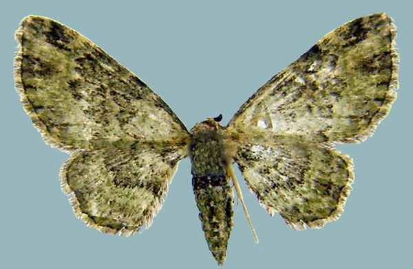 /filer/webapps/moths/media/images/G/grisea_Chloroclystis_AF_ZSM.jpg